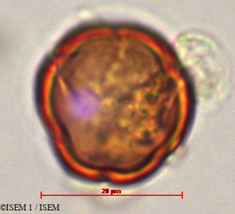ISEM 1/Tournefortia_scabrida_29317/Tournefortia_scabrida_29317_0001(copy)_thumb.jpg